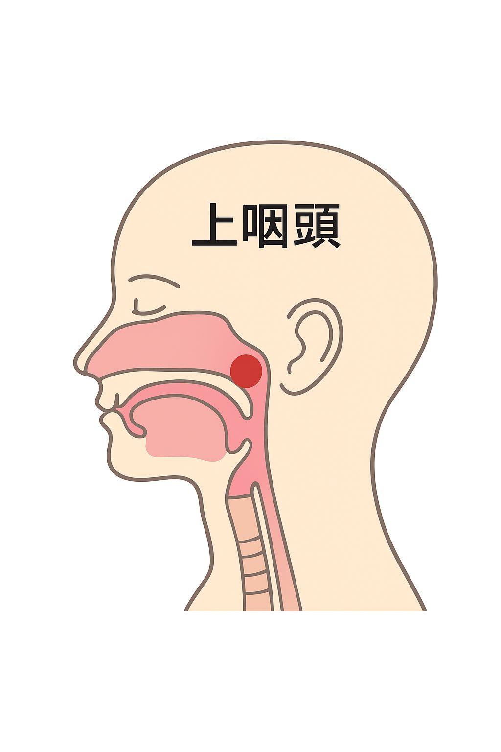 上咽頭イラスト